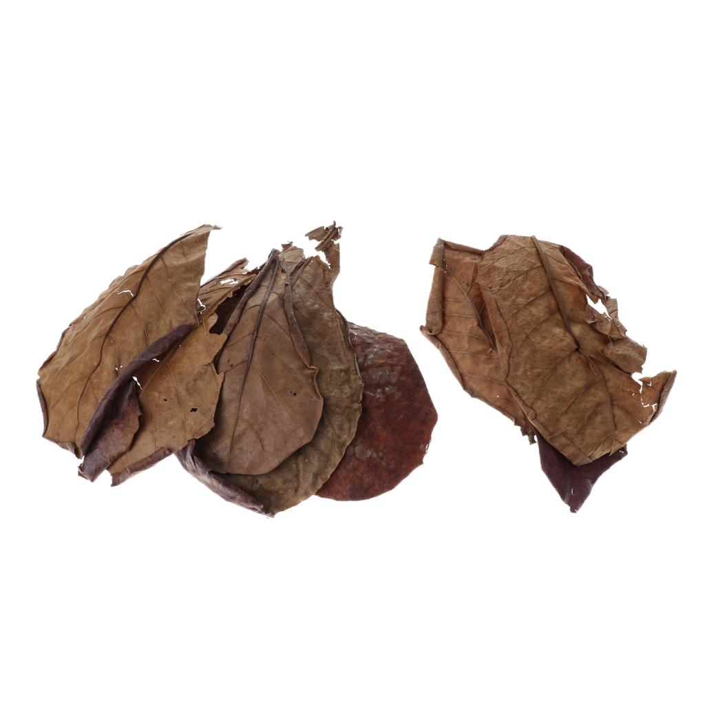 Aquarium Fish Betta - Aditif Filter Akuarium Daun Almond India