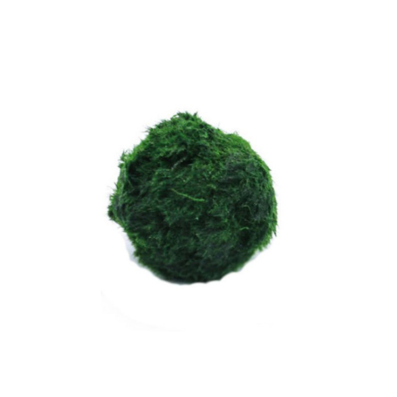 Aquarium Fish Ball - Bola Lumut Marimo Tanaman Akuarium Hidup