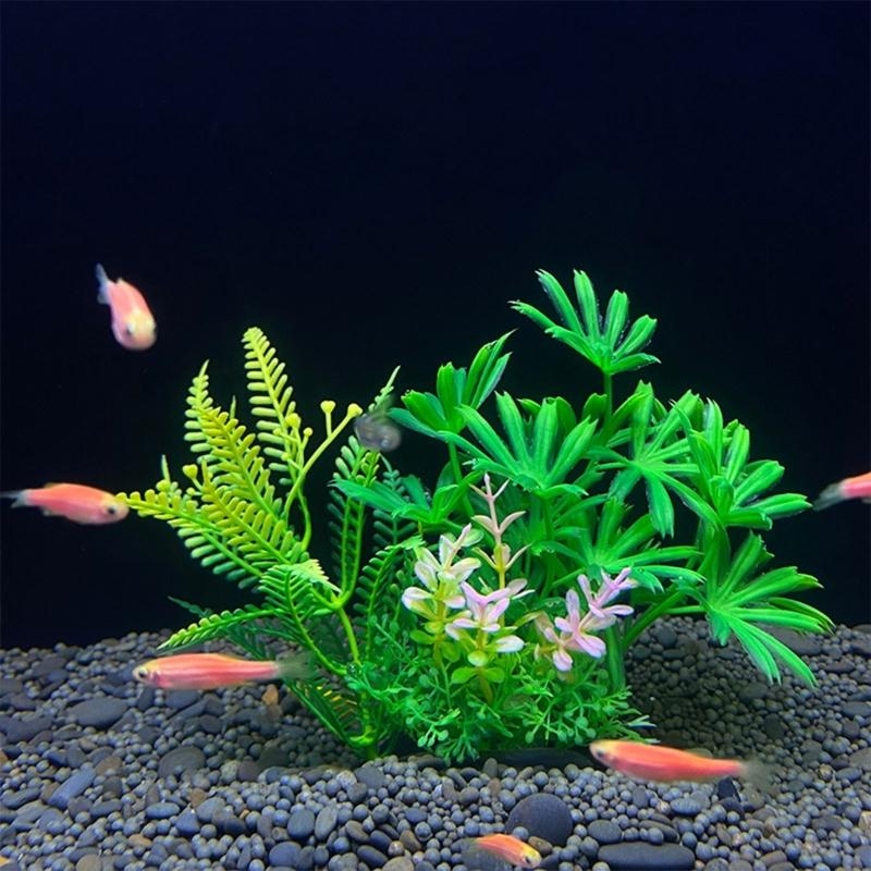 Tanaman Dekorasi Akuarium Buat - Aquarium Fish For Sale ulasan dan harga