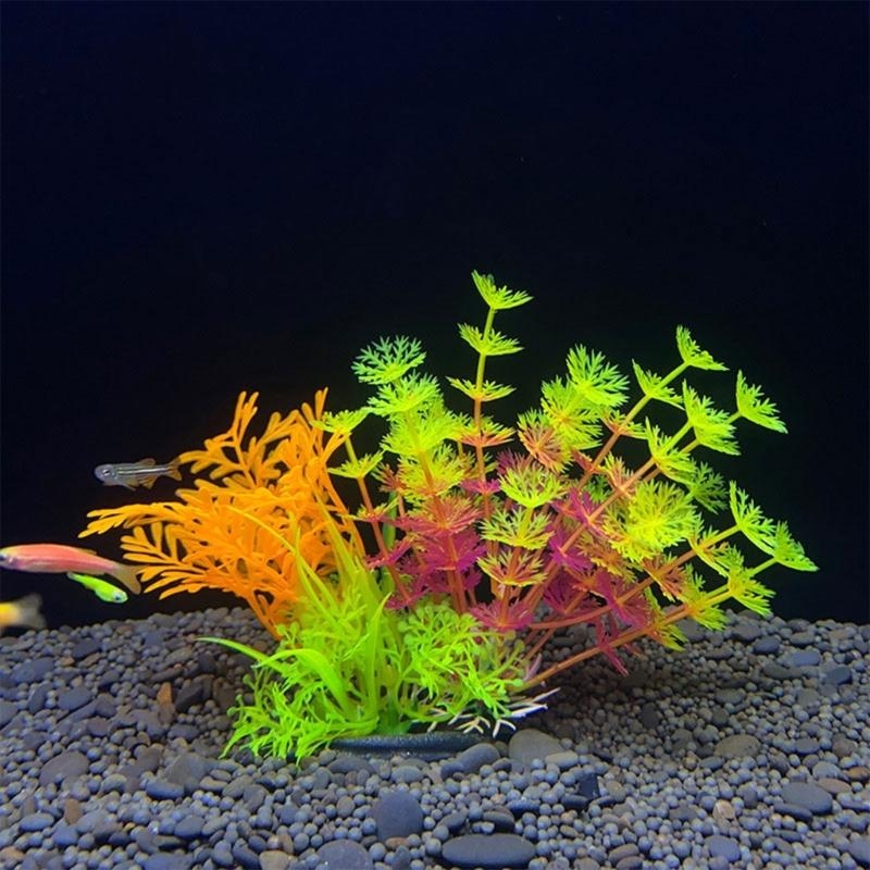 Tanaman Dekorasi Akuarium Buat - Aquarium Fish For Sale ulasan dan harga