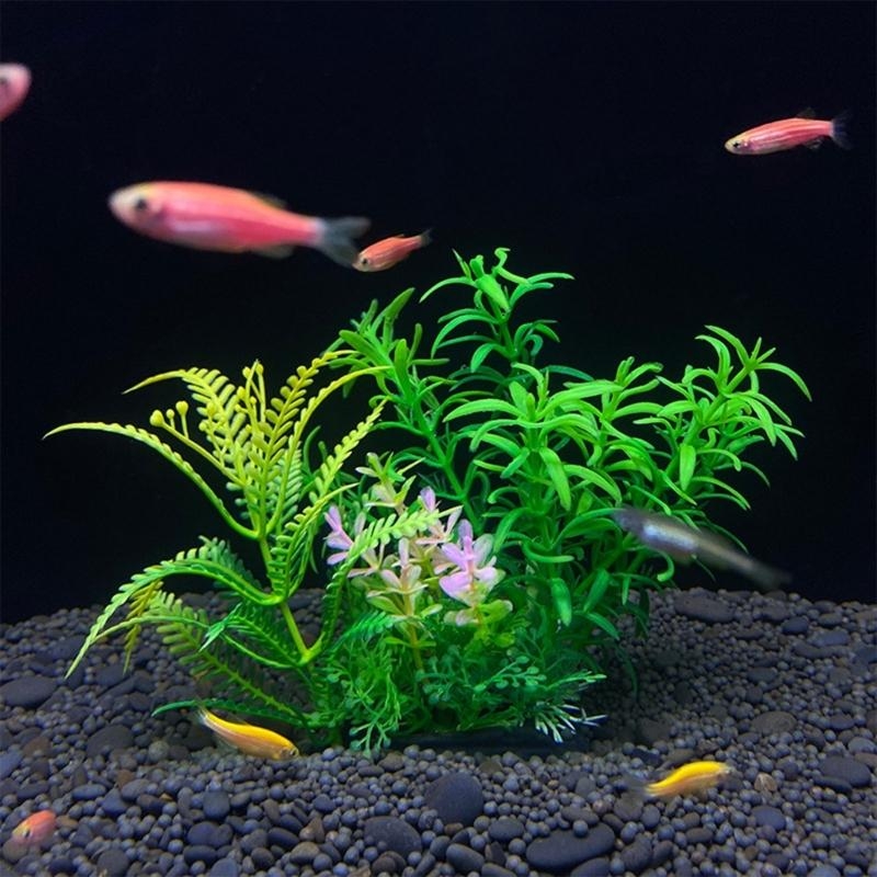 Tanaman Dekorasi Akuarium Buat - Aquarium Fish For Sale ulasan dan harga