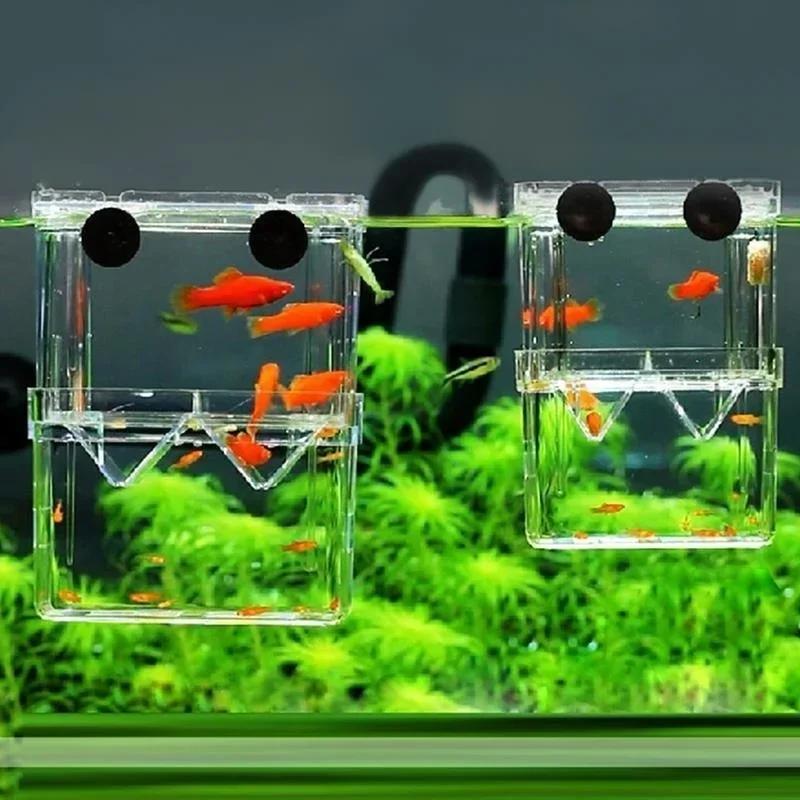 Kotak Isolasi Pembiakan Jernih - Aquarium Fish Cave ulasan dan harga