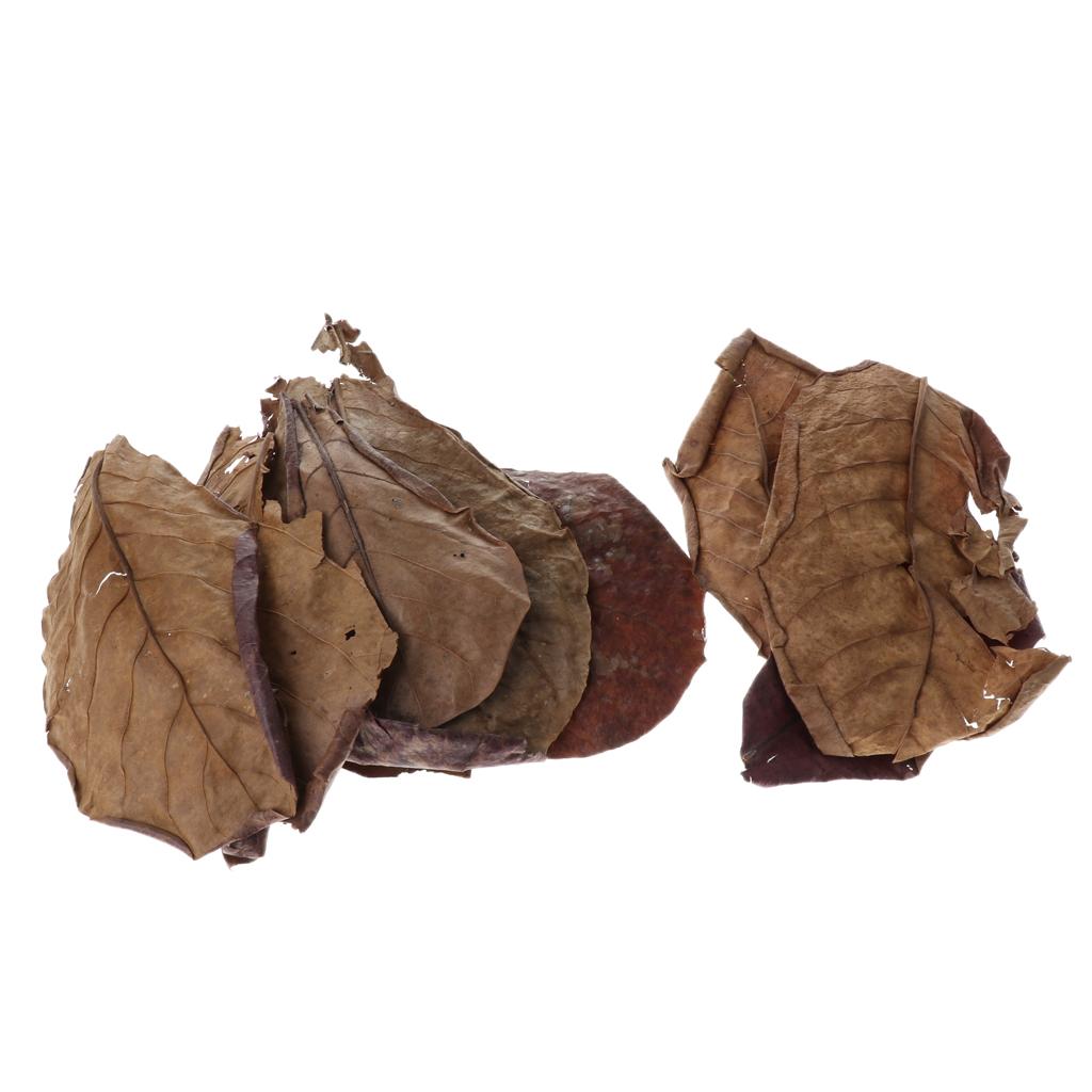 Aditif Filter Akuarium Daun Al - Aquarium Fish Betta ulasan dan harga