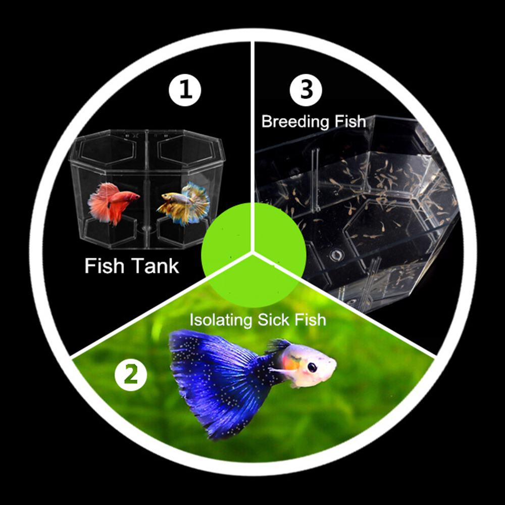Tangki ikan cuppy Akuarium Dua - Aquarium Fish Betta ulasan dan harga