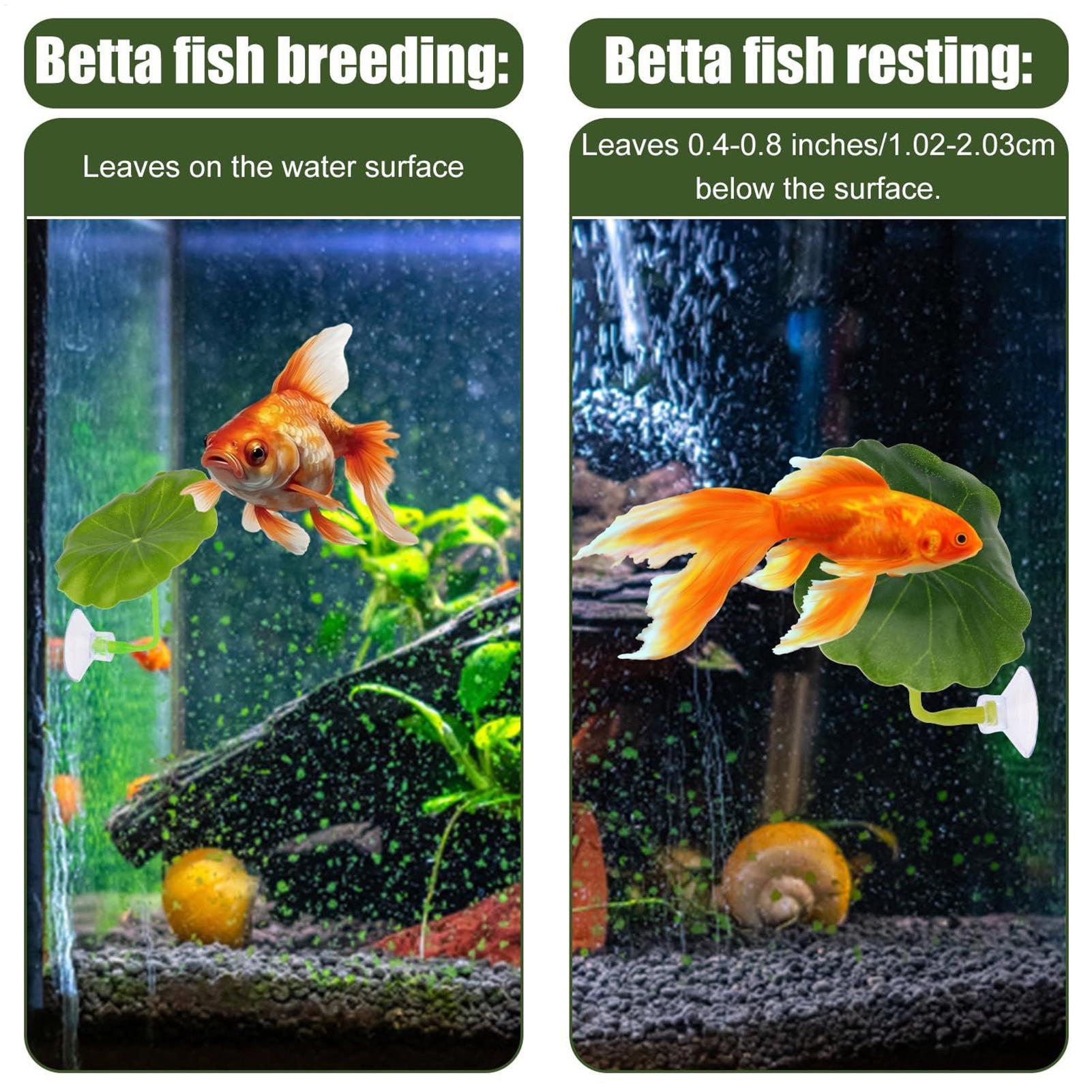 Tempat Tidur Gantung Ikan Bett - Aquarium Fish Betta ulasan dan harga