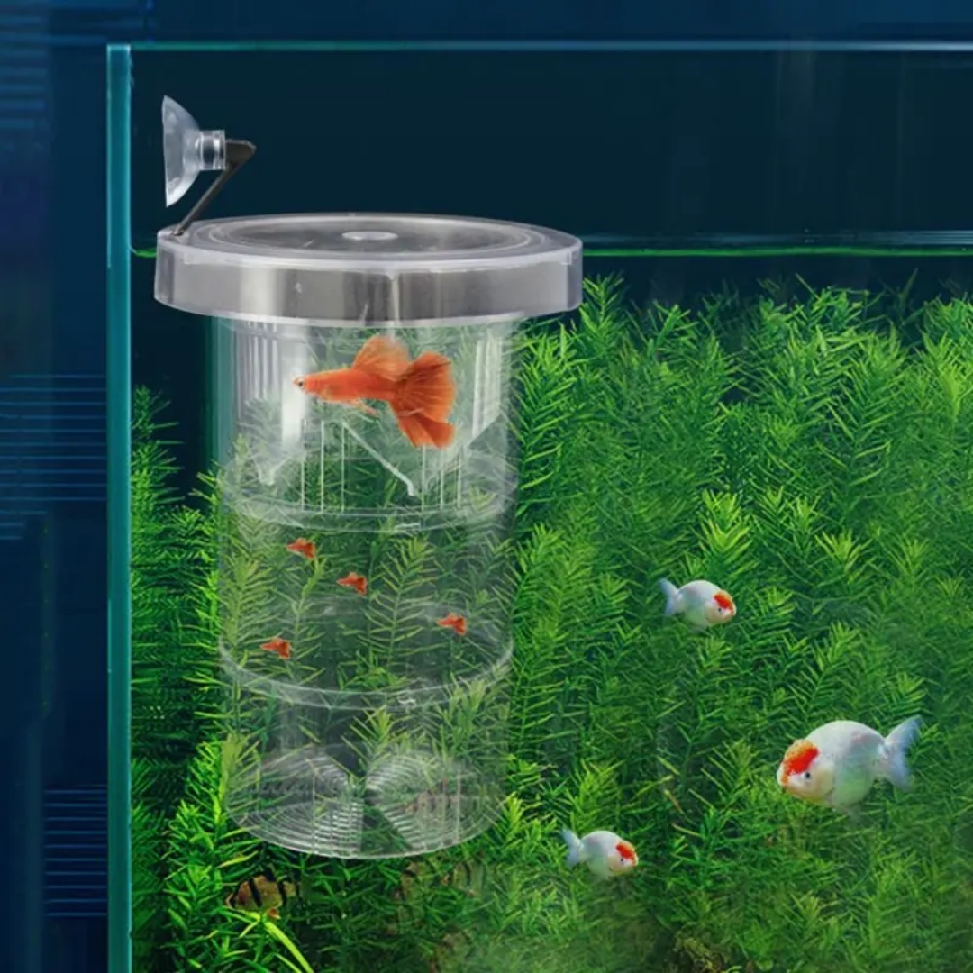 Kotak Isolasi Pembiakan Ikan A - Aquarium Fish Cave ulasan dan harga
